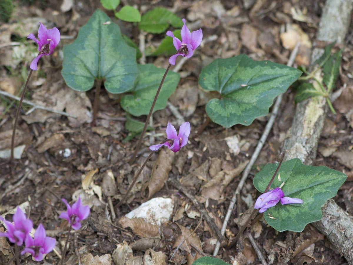 Cyclamen repandum